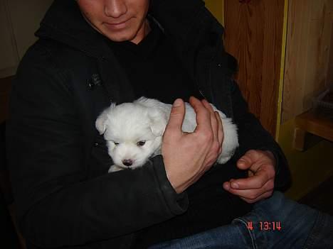 Coton de tulear Bobby  billede 2