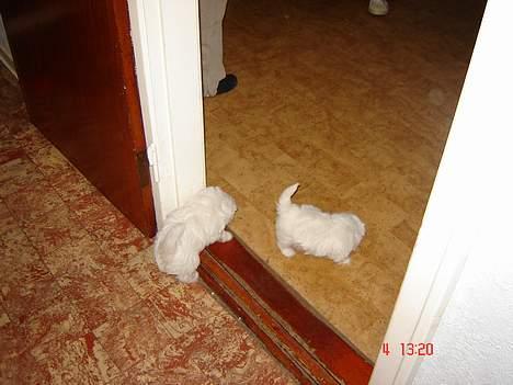 Coton de tulear Bobby  billede 3