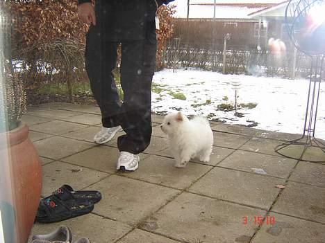 Coton de tulear Bobby  billede 4