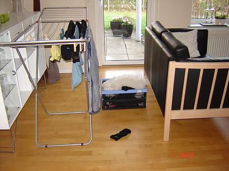 Coton de tulear Bobby  billede 5