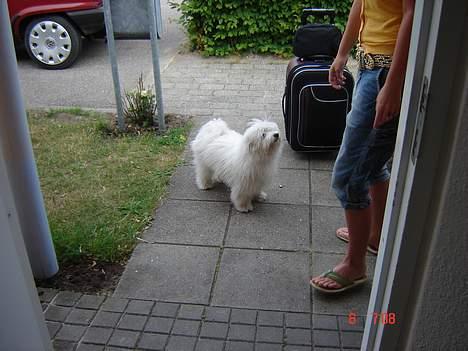 Coton de tulear Bobby  billede 6