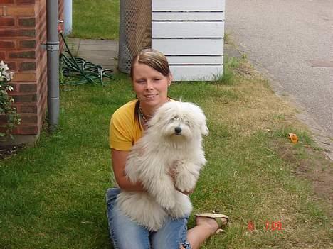 Coton de tulear Bobby  billede 7