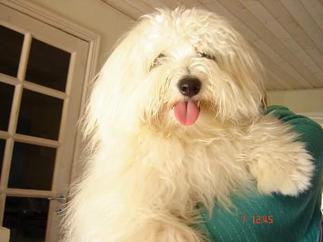 Coton de tulear Bobby  billede 8