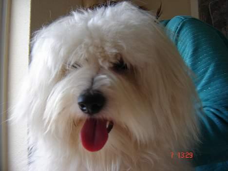 Coton de tulear Bobby  billede 9