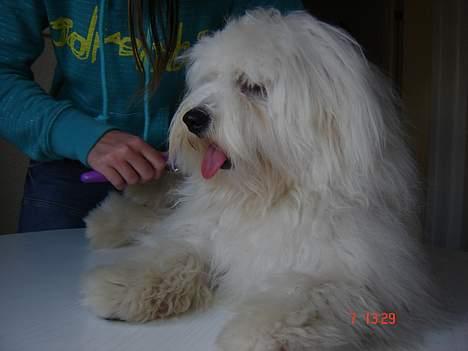Coton de tulear Bobby  billede 10