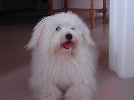 Coton de tulear Bobby  billede 11