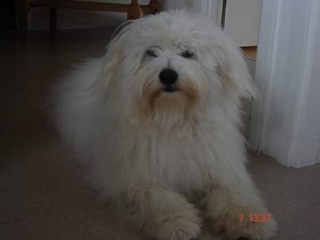 Coton de tulear Bobby  billede 12