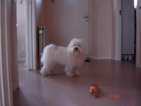 Coton de tulear Bobby  billede 13