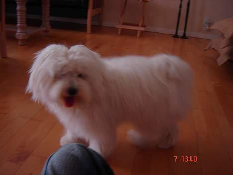 Coton de tulear Bobby  billede 14