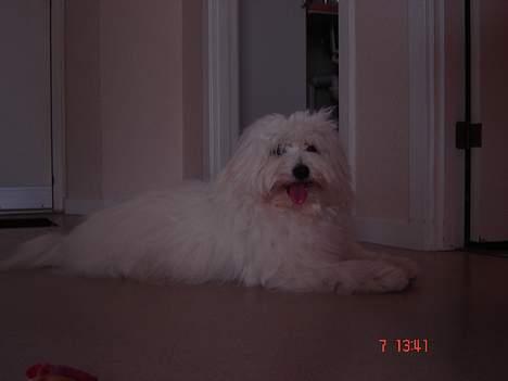 Coton de tulear Bobby  billede 15