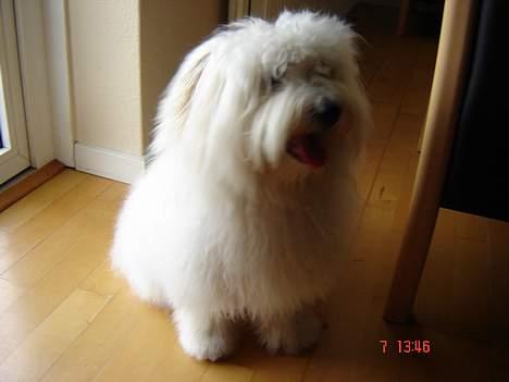 Coton de tulear Bobby  billede 16