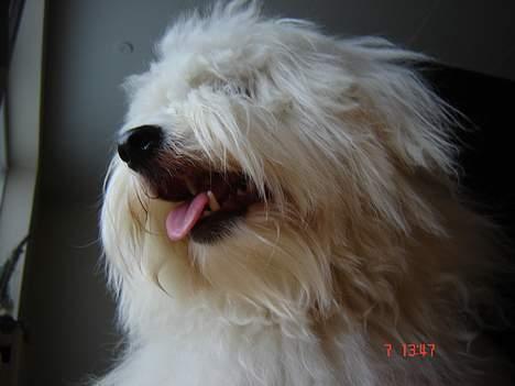 Coton de tulear Bobby  billede 17