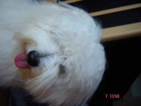 Coton de tulear Bobby  billede 18