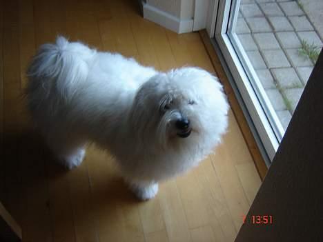 Coton de tulear Bobby  billede 19