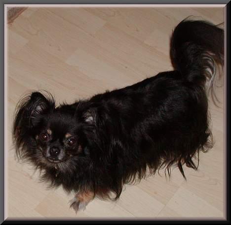 Chihuahua Pjuske   - 7. oktober 2006 billede 16