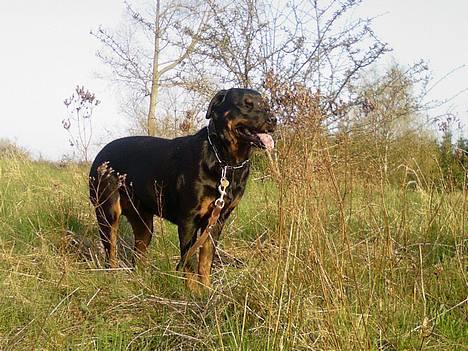 Rottweiler Ippon - Flotte!! billede 13