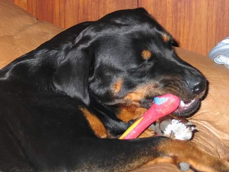 Rottweiler Ippon - Jaja! Jeg ved jeg har malet min pote hvid.. Klær det mig ikke?? billede 14