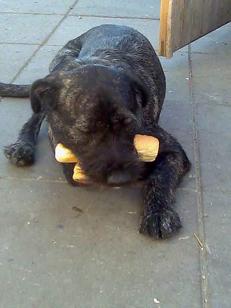 Blanding af racer Nikita  - Her har Nikita hugget en bolle og et pølsebrød fra Bastian  billede 12