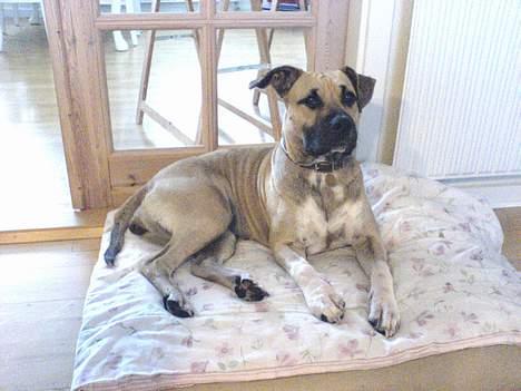 Amerikansk staffordshire terrier Bella billede 18