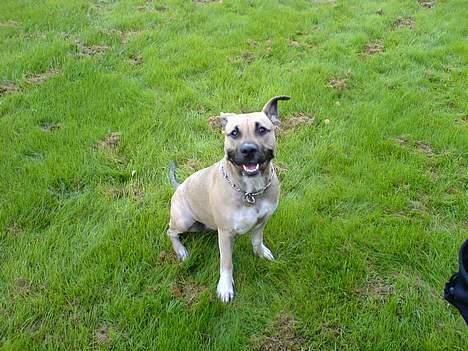 Amerikansk staffordshire terrier Bella billede 19