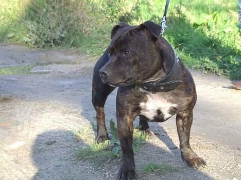 Staffordshire bull terrier wizardbulls Xena - Xena billede 1