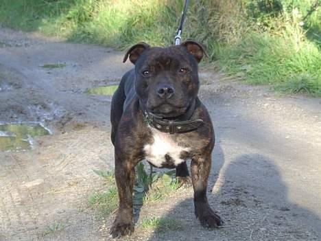 Staffordshire bull terrier wizardbulls Xena billede 2