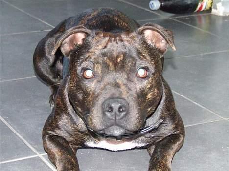 Staffordshire bull terrier wizardbulls Xena billede 3