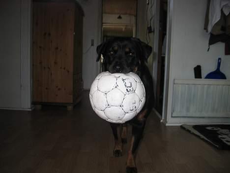 Rottweiler Ippon - Min dejlige boldt billede 15