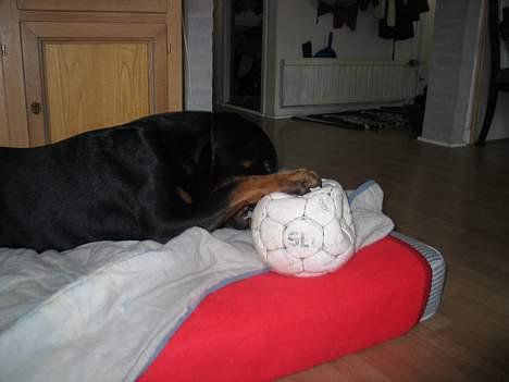 Rottweiler Ippon - Jeg har dig billede 16