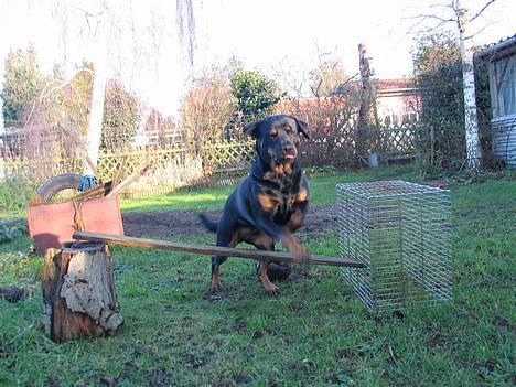 Rottweiler Ippon - Jeg springer!!  billede 17