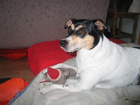 Dansk svensk gaardhund Anton - Min dejlige krammebamse billede 12