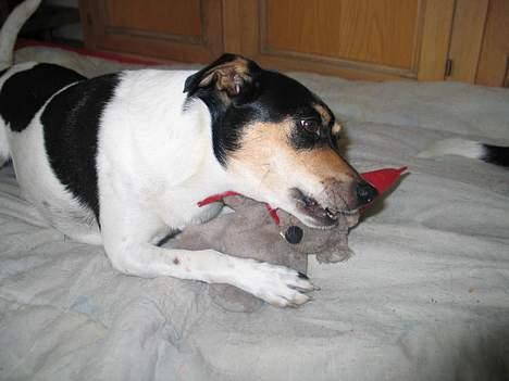 Dansk svensk gaardhund Anton - Gnask! billede 13