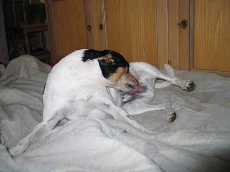 Dansk svensk gaardhund Anton - Jeg skal lige vaskes billede 14