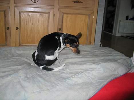 Dansk svensk gaardhund Plet - Så tager vi lige en rundte billede 12