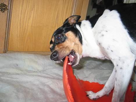 Dansk svensk gaardhund Plet - Yer! Boldt billede 13