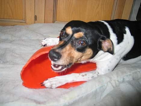 Dansk svensk gaardhund Plet - Gnask! billede 14