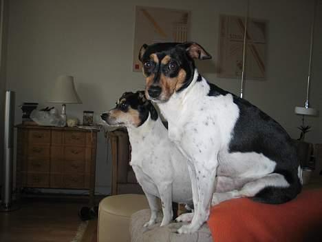 Dansk svensk gaardhund Plet - Hejsa billede 15