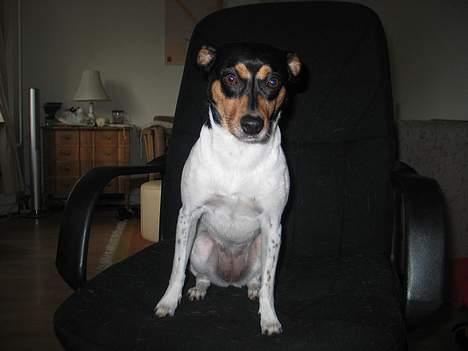 Dansk svensk gaardhund Plet - Jeg er alser på arbejte billede 16