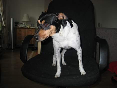 Dansk svensk gaardhund Plet - Nu tager jeg hjem. billede 17