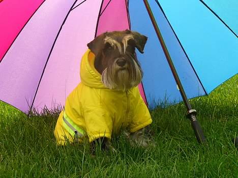 Dvaergschnauzer Tiramisu billede 11