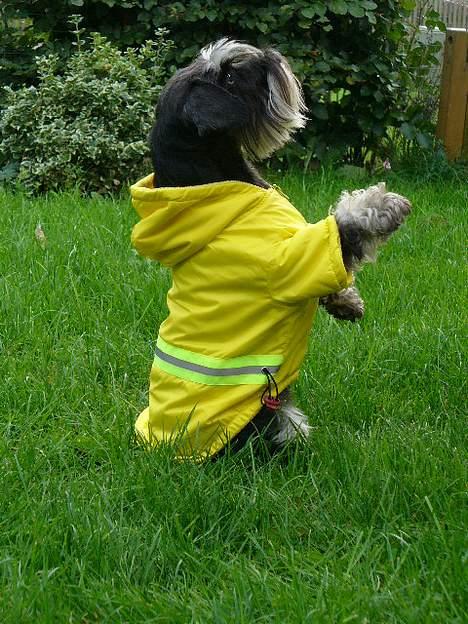 Dvaergschnauzer Tiramisu billede 12