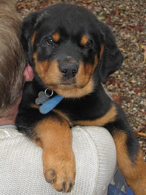 Rottweiler Manson *11/2-2009* billede 1