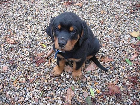 Rottweiler Manson *11/2-2009* billede 2