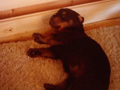 Rottweiler Manson *11/2-2009* billede 3