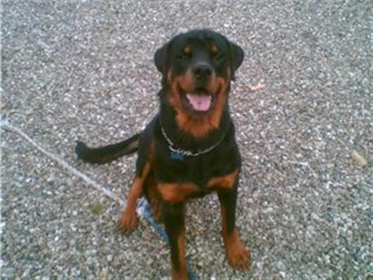 Rottweiler Manson *11/2-2009* billede 4