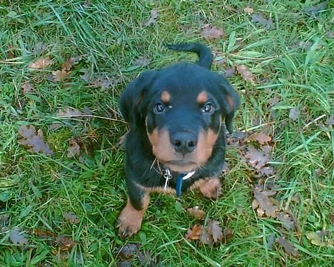 Rottweiler Manson *11/2-2009* billede 5