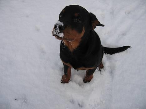 Rottweiler Manson *11/2-2009* billede 6