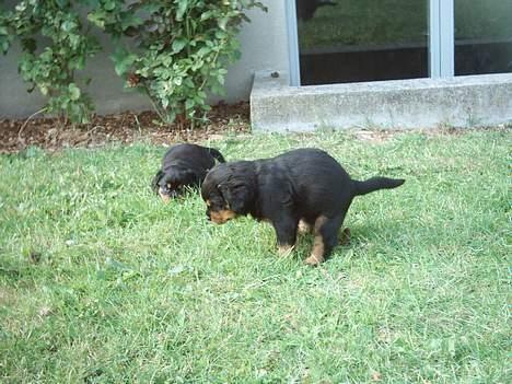 Rottweiler Manson *11/2-2009* billede 7