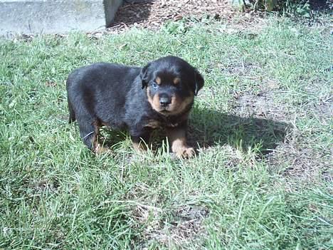 Rottweiler Manson *11/2-2009* billede 8