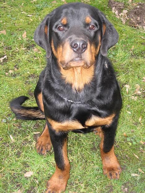 Rottweiler Manson *11/2-2009* billede 9